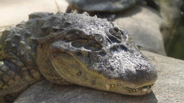 Yellow Chat Alligator Outdoors in Rio de Janeiro Brazil.