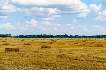 Bales of straw at the agricultural field. Agricultural concept
