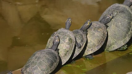 turtle outdoors in Rio de Janeiro, Brazil.