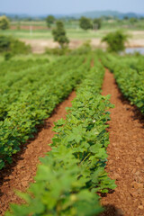 Fototapeta na wymiar Indian green cotton field , India
