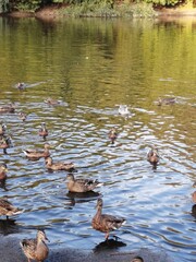ducks on the river