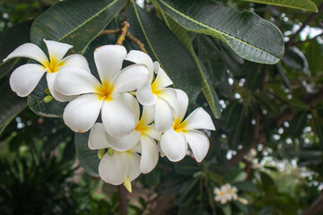 White frangipani flowers bloom beautifully in Thailand