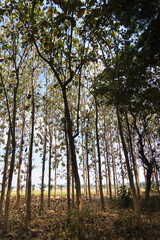 De Djawatan, one of the most tourist destination in Banyuwangi Indonesia