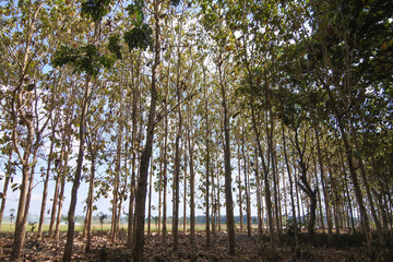 De Djawatan, one of the most tourist destination in Banyuwangi Indonesia