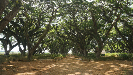 De Djawatan, one of the most tourist destination in Banyuwangi Indonesia