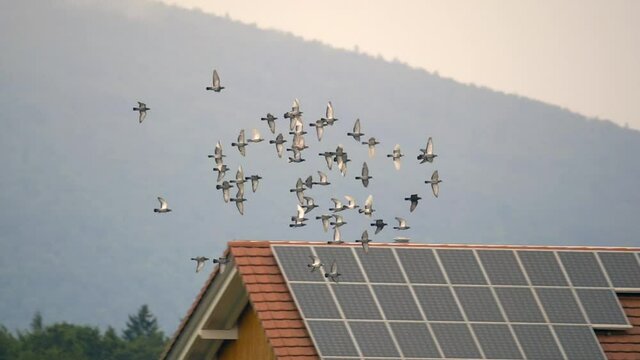 Tracking shot showing flock of doves flying in front of house with solar panels during sunset and fog in mountains