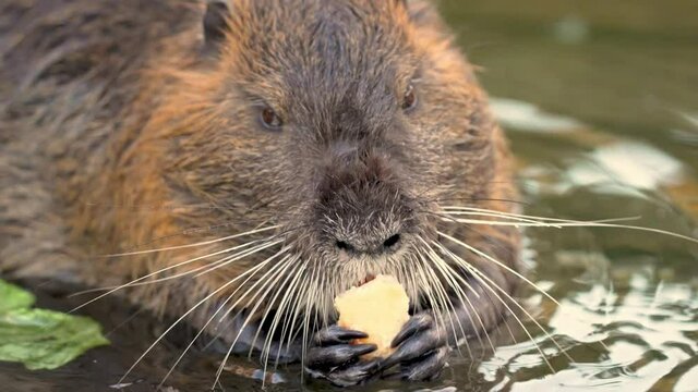 Macro close up of adult Coypus Beaver eating with orange teeth resting in river