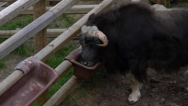 Musk Ox Drinking Water In A Feed Trough In The Fence. Musk Ox Centre In Sweden. close up
