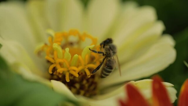 Honey bee collecting pollen from a yellow flower