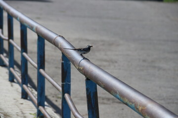 Птица на перилах