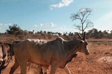 the monotonous life of an ox
