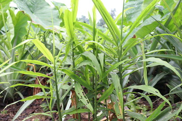 Obraz premium green colored ginger tree on farm