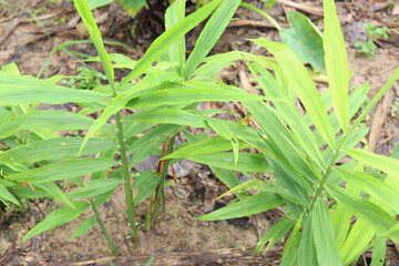 green colored ginger tree on farm