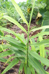 Obraz premium green colored ginger tree on farm