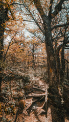 Beautiful forest in the patagonia of Argentina.
