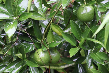 green colored citruses tree on farm