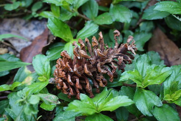 Pine flower with a natural background