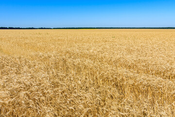 Field of the ripe wheat ready for harvest. Agricultural concept
