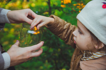 Little girl fillss glass jar with yellow leaves, flowers, berries and seeds. Collected autumn treasures. Concept discovering and searching game for children. Daughter and mother walking in park.