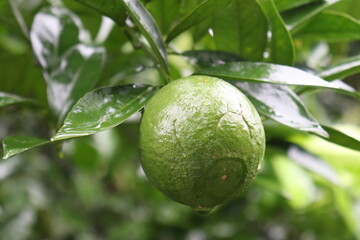 green colored citruses tree on farm