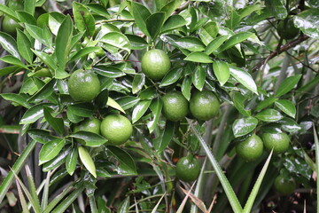 green colored citruses tree on farm