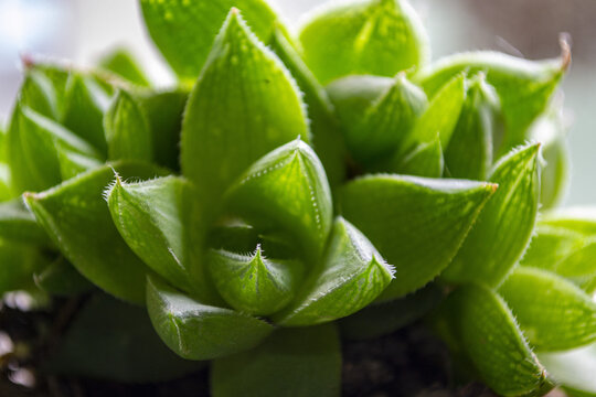 Close up of a variety of potted cactus plants.
