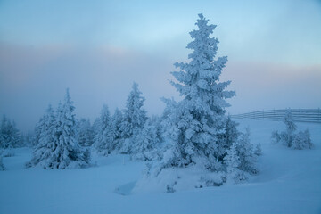 Kvitfjell Ski Resort landscape. Frozen snow-covered spurces at mist evening
