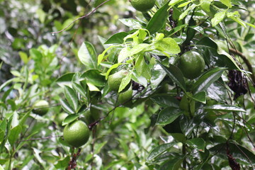 green colored citruses tree on farm