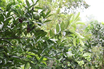 Fototapeta premium green colored citruses tree on farm