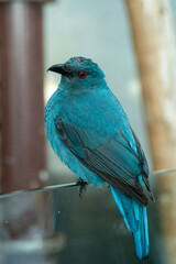 Female Asian fairy-bluebird (Irena puella) very close up, a beautiful blue tropical bird (portrait view)