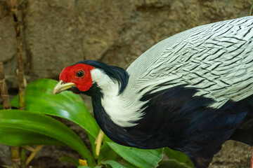 A beautiful white and red silver pheasant (Lophura nycthemera) very close up in the rocks in southeast asia.