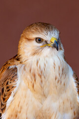 A long legged buzzard (Buteo Rufinus) up close showing off light feathers and beak.