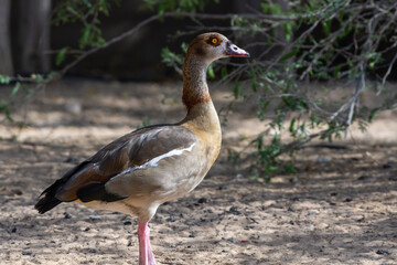 Egyptian Goose (Alopochen aegyptiaca) standing in the sand near bushes.