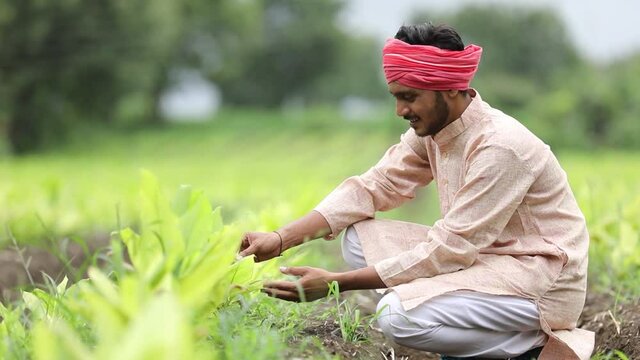 Indian farmer at green turmeric agriculture field 
