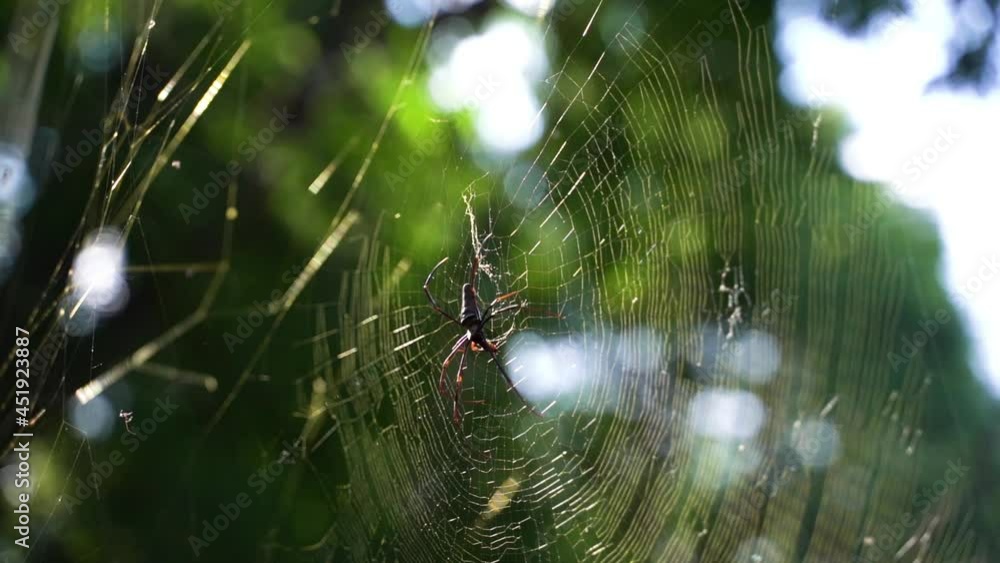 Poster spider on the web with blurred background - close up