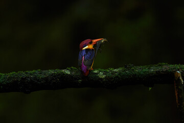 Oriental Dwarf Kingfisher with kill
