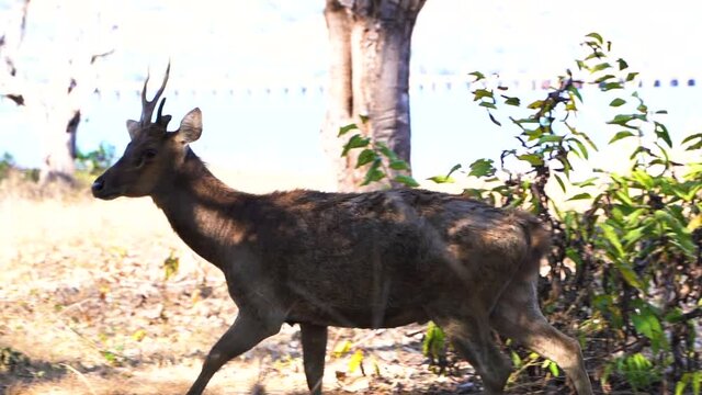 A Couple Of Javan Rusa Deer Wandering Around On A Sunny Day In Bali, Indonesia. tracking shot