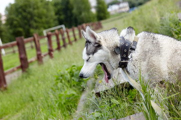 Obraz premium Portrait of siberian husky with blue eyes at field. Husky dog on nature walk