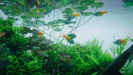 Aquarium fishes aquascape plants water goldfish lillypad algae