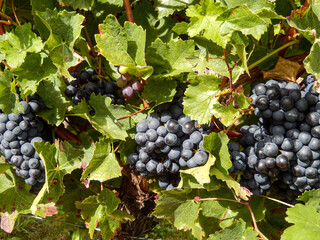 Blaue Trauben an Weinrebe