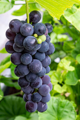 Blaue Trauben an Weinrebe