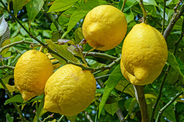 Zitrus Früchte am Baum in der Sonne