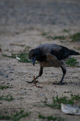 crow in the sand