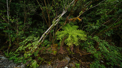 forest garden wild nature trees plants moss jungle