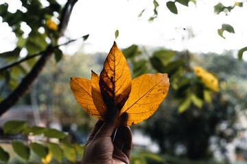 autumn leaves the first yellow in the garden
