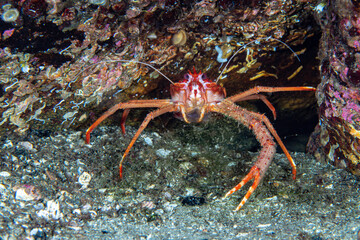Rugose Squat Lobster