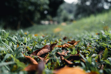 autumn leaves the first yellow in the garden