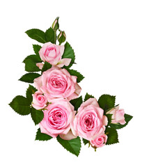 Pink rose flowers and buds in a corner arrangement isolated on white background