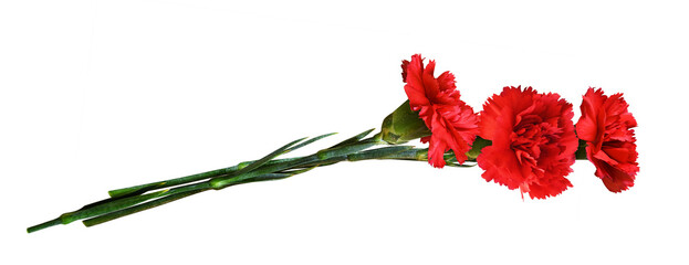 Three red carnation flowers in a bouquet isolated