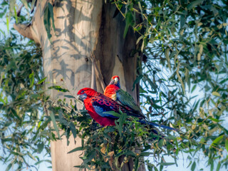 Two Crimson Rosellas One Alert